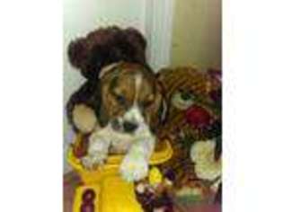 Beagle Puppy for sale in Harrison, NJ, USA