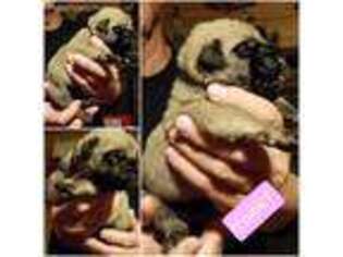 Mastiff Puppy for sale in Troy, NC, USA