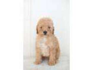 Labradoodle Puppy for sale in Mount Joy, PA, USA
