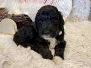 Mutt Puppy for sale in Mabelvale, AR, USA