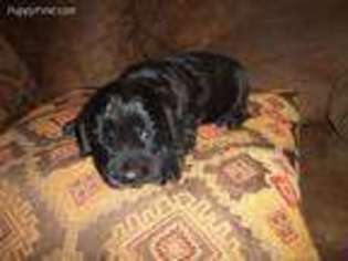 English Cocker Spaniel Puppy for sale in Vancleave, MS, USA