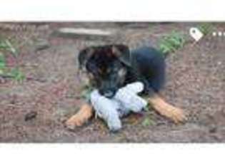German Shepherd Dog Puppy for sale in Jackson, SC, USA