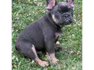 French Bulldog Puppy for sale in Oklahoma City, OK, USA