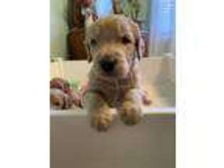 Goldendoodle Puppy for sale in Arlington, TN, USA
