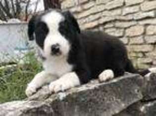 Border Collie Puppy for sale in Stephenville, TX, USA