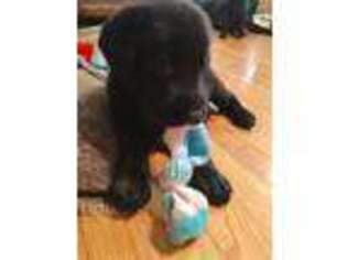 Labrador Retriever Puppy for sale in Mebane, NC, USA