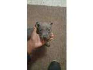 American Staffordshire Terrier Puppy for sale in Marianna, AR, USA