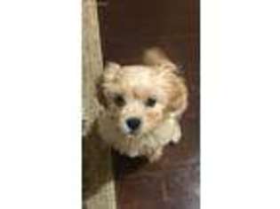 Mutt Puppy for sale in Richmond Hill, NY, USA