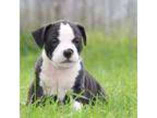 Mutt Puppy for sale in Pine Grove, PA, USA