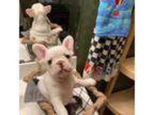 French Bulldog Puppy for sale in Watertown, TN, USA