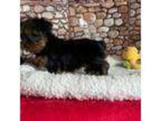 Yorkshire Terrier Puppy for sale in West New York, NJ, USA