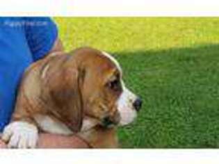 Bulldog Puppy for sale in Shelbyville, IN, USA