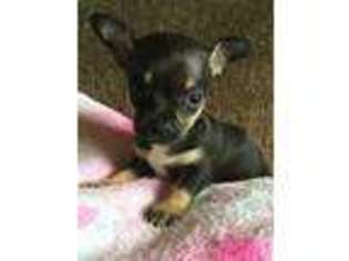 Chihuahua Puppy for sale in EAST HADDAM, CT, USA