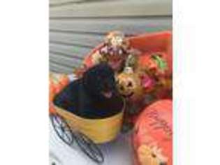 Labrador Retriever Puppy for sale in West Frankfort, IL, USA