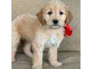 Goldendoodle Puppy for sale in Van, TX, USA