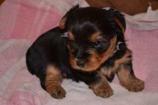 Yorkshire Terrier Puppy for sale in Huggins, MO, USA