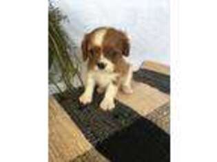 Cavalier King Charles Spaniel Puppy for sale in Odon, IN, USA