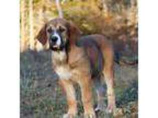 Spanish Mastiff Puppy for sale in Dryden, VA, USA