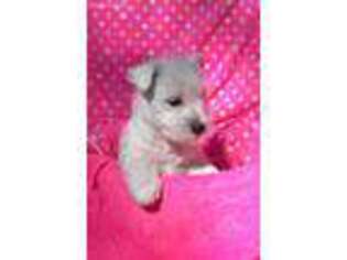 West Highland White Terrier Puppy for sale in Ocala, FL, USA