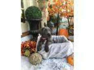 Great Dane Puppy for sale in Danville, CA, USA