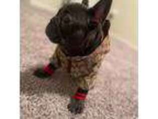 French Bulldog Puppy for sale in Randallstown, MD, USA