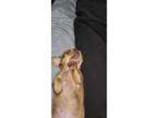 Dachshund Puppy for sale in Attalla, AL, USA