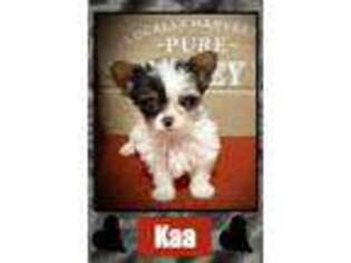 Biewer Terrier Puppy for sale in Idabel, OK, USA
