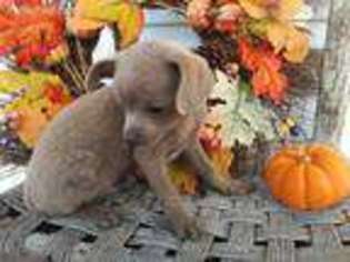 Chihuahua Puppy for sale in Cynthiana, KY, USA