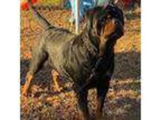 Rottweiler Puppy for sale in Tulsa, OK, USA