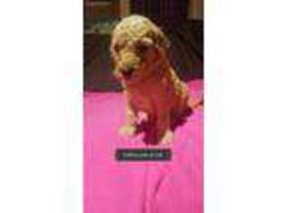 Goldendoodle Puppy for sale in Shawnee, OK, USA