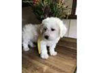 Bichon Frise Puppy for sale in Mountainburg, AR, USA