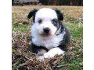Miniature Australian Shepherd Puppy for sale in Smyrna, SC, USA