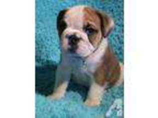 Bulldog Puppy for sale in GREENFIELD, OH, USA
