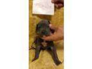 Great Dane Puppy for sale in Mocksville, NC, USA