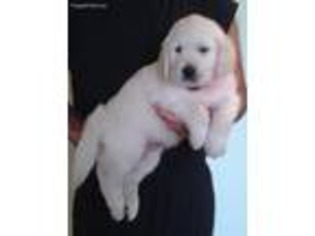 Mutt Puppy for sale in Charleston, IL, USA