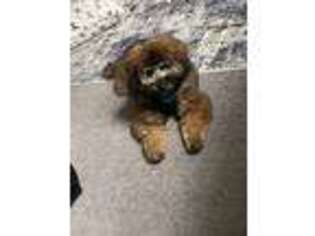 Mutt Puppy for sale in Clinton, MD, USA