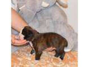 Boxer Puppy for sale in Talco, TX, USA