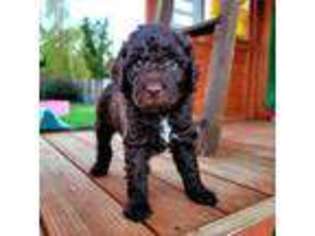 Goldendoodle Puppy for sale in Susanville, CA, USA