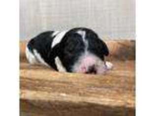 Mutt Puppy for sale in Britton, MI, USA