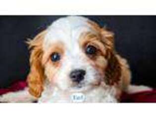 Cavapoo Puppy for sale in Lima, OH, USA