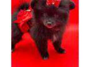 Pomeranian Puppy for sale in Cooper City, FL, USA