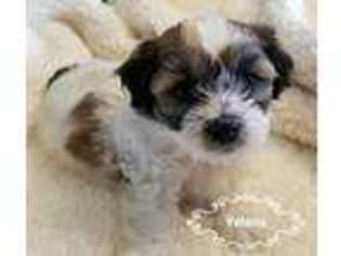 Mutt Puppy for sale in Fort Atkinson, WI, USA