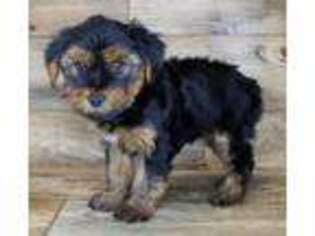 Yorkshire Terrier Puppy for sale in Halifax, VA, USA