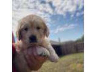 Golden Retriever Puppy for sale in Leander, TX, USA