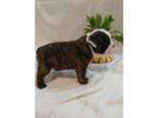 Bulldog Puppy for sale in Lott, TX, USA