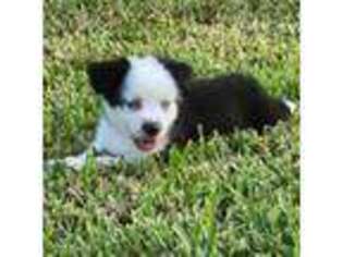 Miniature Australian Shepherd Puppy for sale in Daytona Beach, FL, USA