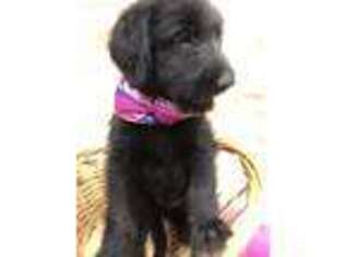 Shepadoodle Puppy for sale in Randleman, NC, USA