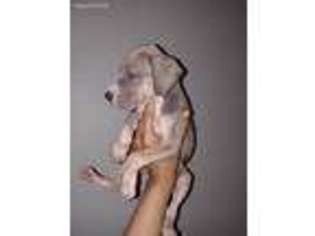 Great Dane Puppy for sale in Leonard, TX, USA