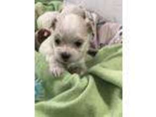 Maltese Puppy for sale in Loudon, TN, USA