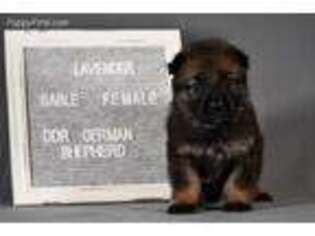 German Shepherd Dog Puppy for sale in Poland, IN, USA